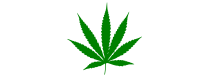 Cannabis Sativa